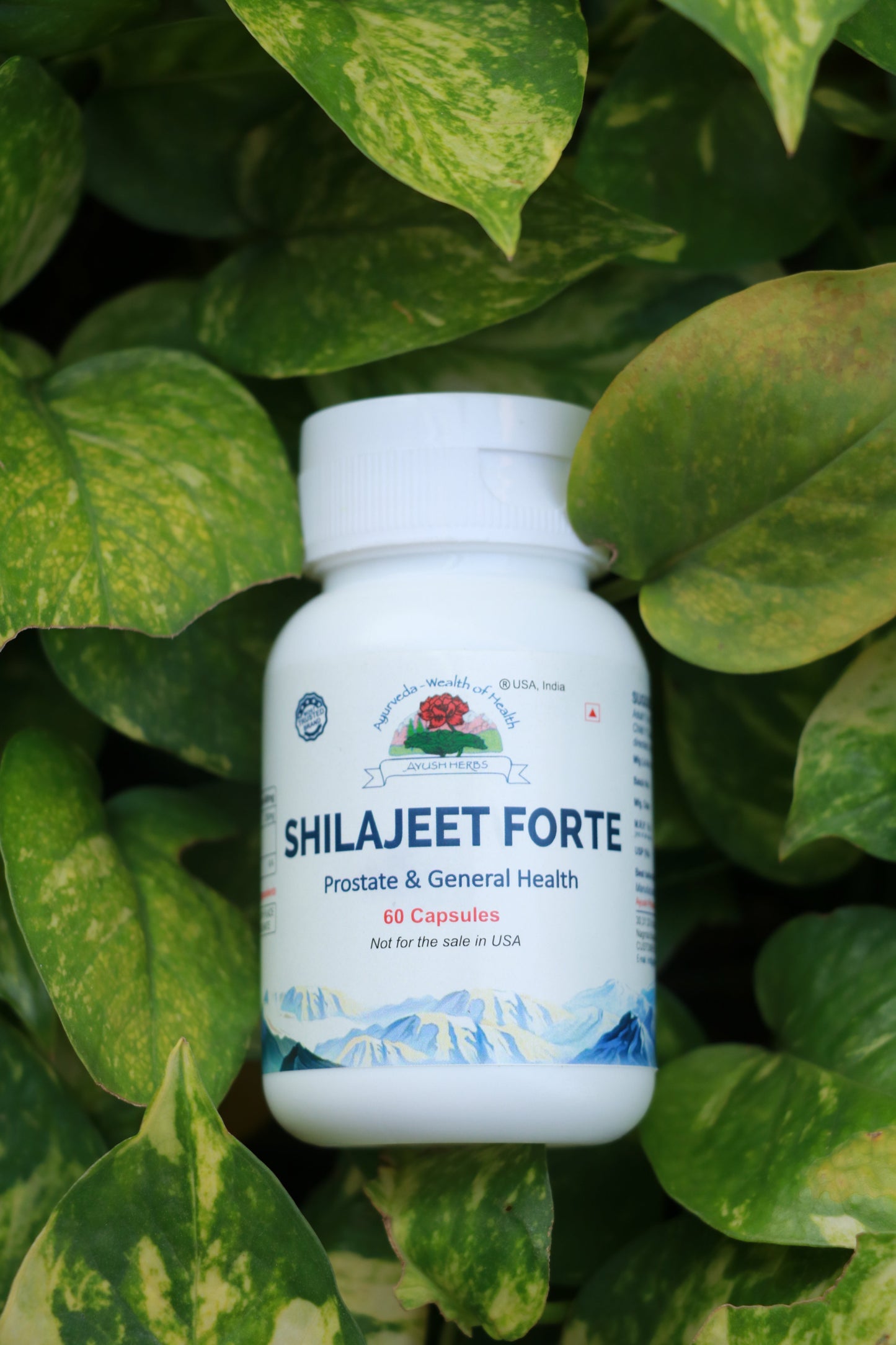 Shilajeet Forte – General Health Tonic